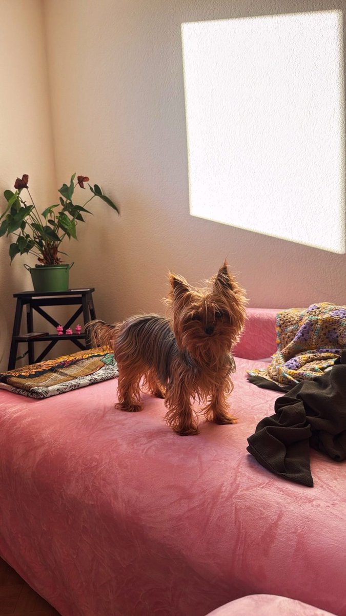 itspharahoe's tweet image. two moods