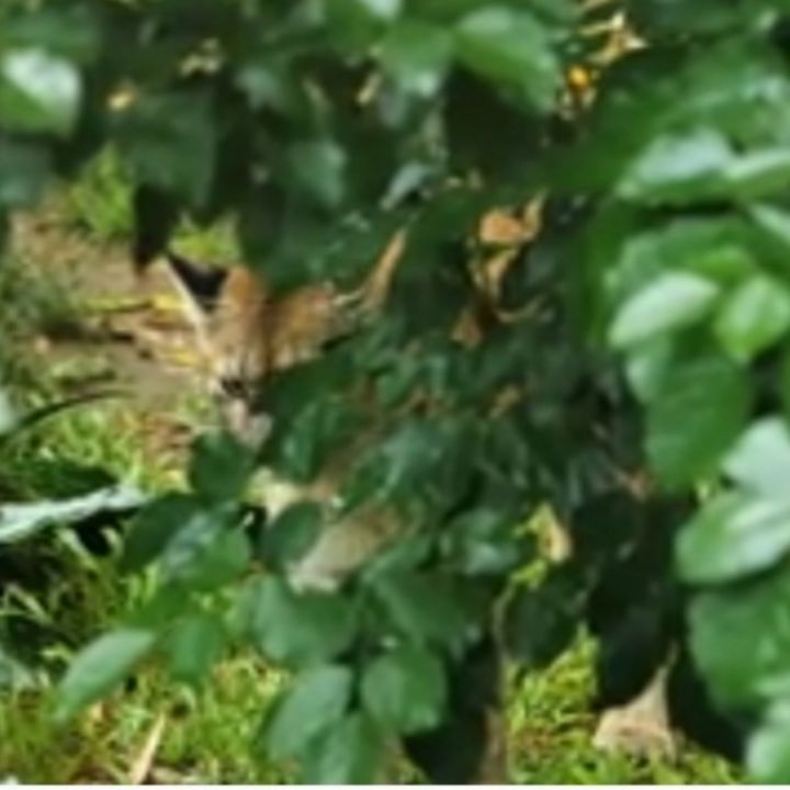 Art of the Day! "Cougar in Hiding". Buy at: ArtPal.com/Brenniewebb?i=…