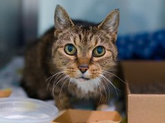PeterAskin1's tweet image. People with beautiful hearts stopped by
&amp;amp; saved Frankie from NYC ACC who won't die!
When we know who these angels be
we'll honor pledges for this lovely she!
😺💞👏☺️