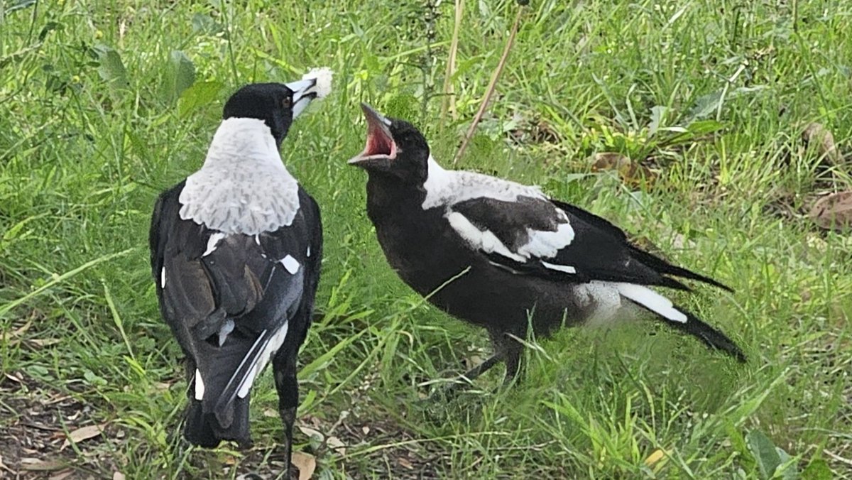 prt459's tweet photo. Magpies tearing chunks off #plasticpollution packing peanut to 'feed' (kill) their chicks in #Melbourne eastern suburbs #pollution #plasticfree #birds #magpie https://t.co/X2sFHdHaMu