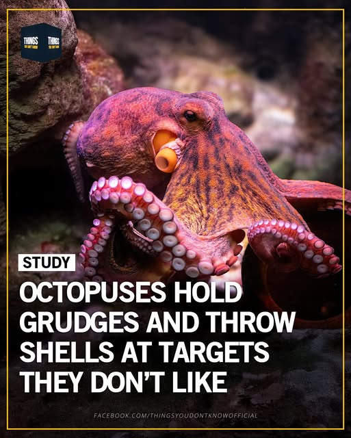 Me too, octopus. Me too.