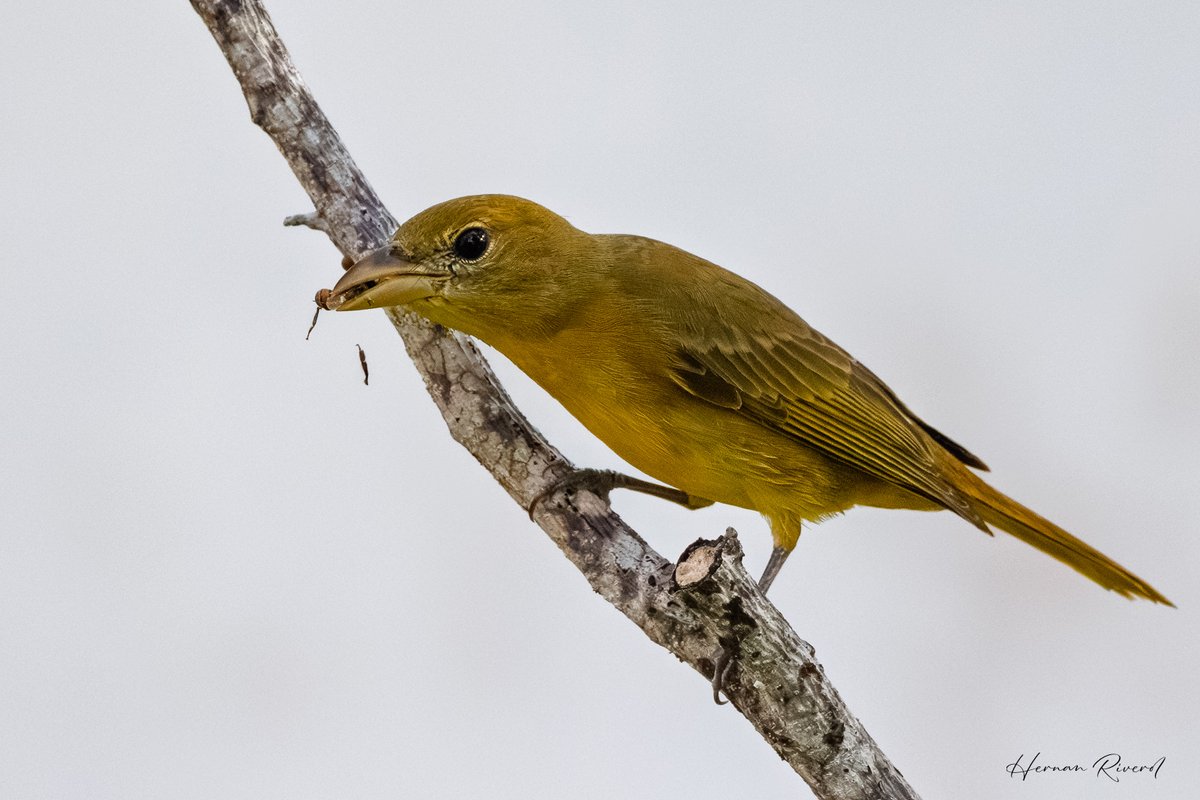 Female Summer Tanager foraging on the Moringa Tree in the backyard.  The male, full red, made a very brief appearance but was quickly spooked away by a very aggressive Cinnamon Hummingbird, before I was able to take a shot.
Ladyville, Belize
Dec. 2025
#BirdsOfBelize