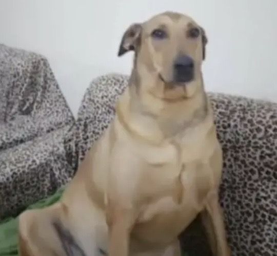 Mango⁉︎ tweet media