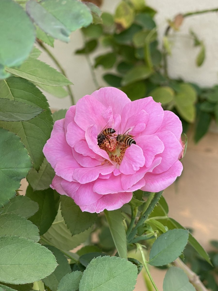 ...
...
   صباح اليُسر ماصعُبت إلا فُرجت،وما تعسَّرت إلا تيسَّرت وما أُغلق باب إلا فُتح ألف باب ...

#صباحيات