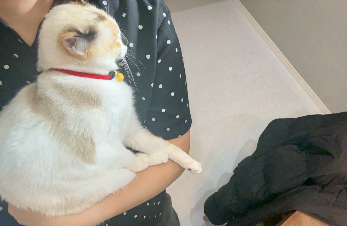 とらねこ🍺 (@chatoraneko) / Posts / X