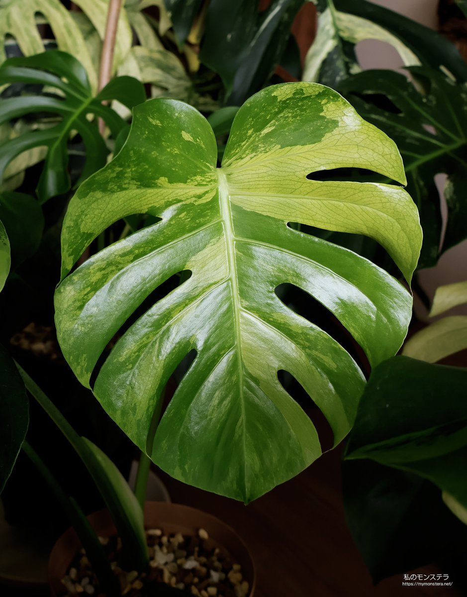 私のモンステラ (@mymonstera) / Posts / X