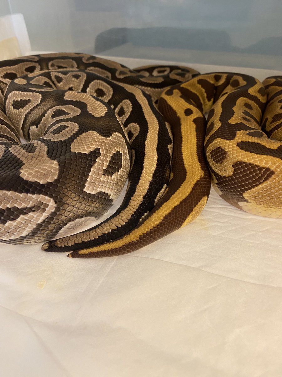 Basic はる (@basic_haru) / Posts and Replies / X