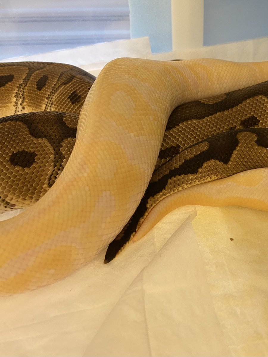 もうちょいな2ペア
Mystic Het Monarch x Leopard Monarch
Clown Het Lavender x Pastel Leopard Lavender Het Clown

レオパード好き過ぎてほとんどのペアにレオパードが居る😂