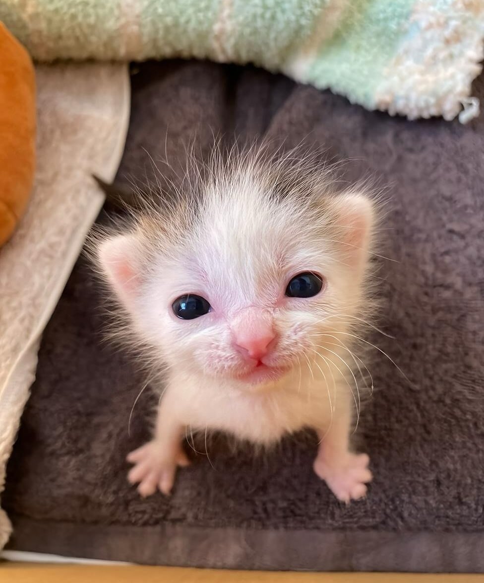 🌿🦋🍂Frog 🍄🪲🪶 tweet media