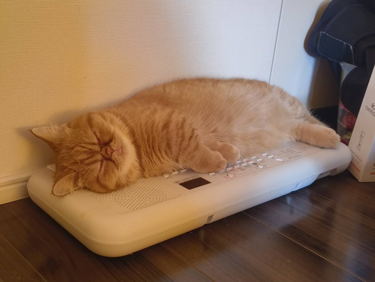 ピアニストキャットの野望を叶えるのは難しそうです。