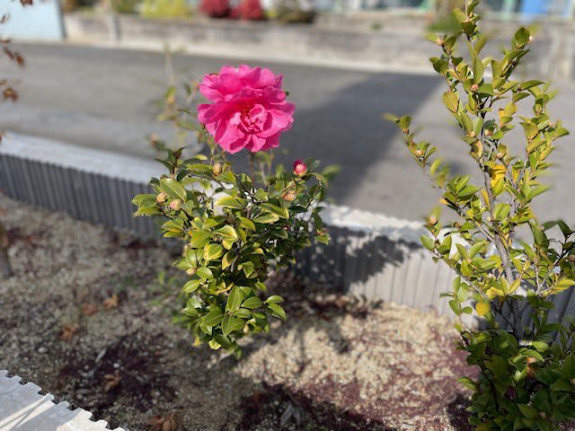 八尾カワサキ 本店です。花壇にある #山茶花 が咲きました。#サザンカ