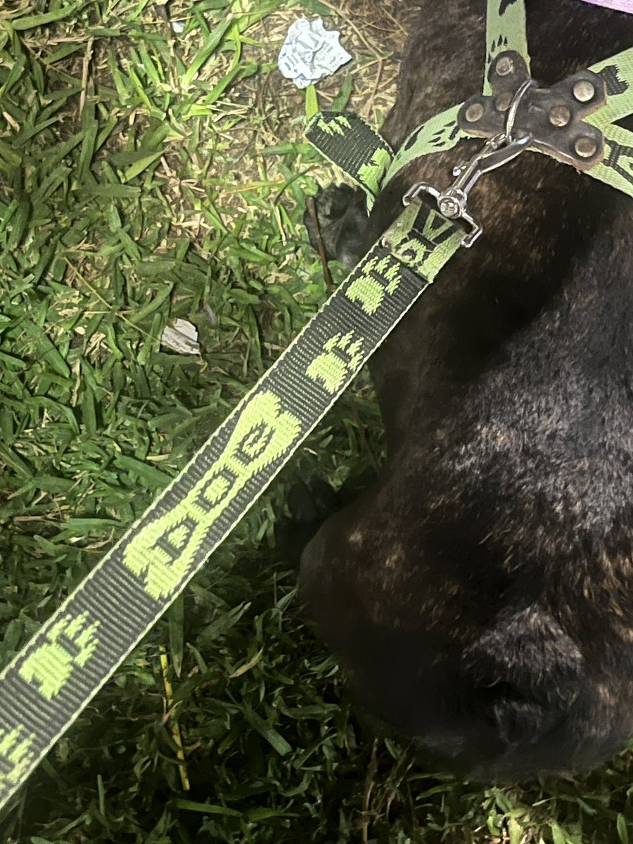 MelissaQueenGod's tweet photo. I was given a new dog, he needs new things... who will be the lucky one to spend the money? https://t.co/JXDPDEvwKQ