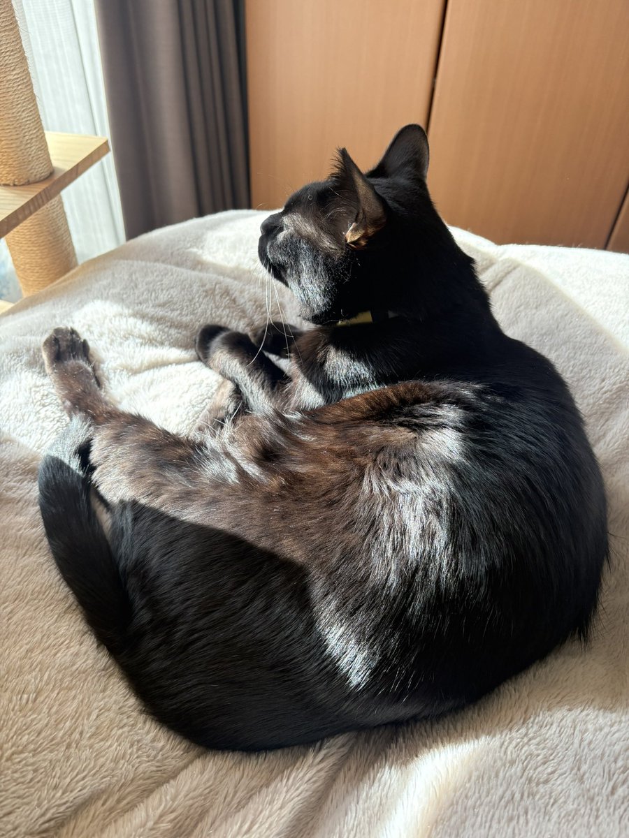 日にあたって焦茶猫になるジジさん🐈‍⬛