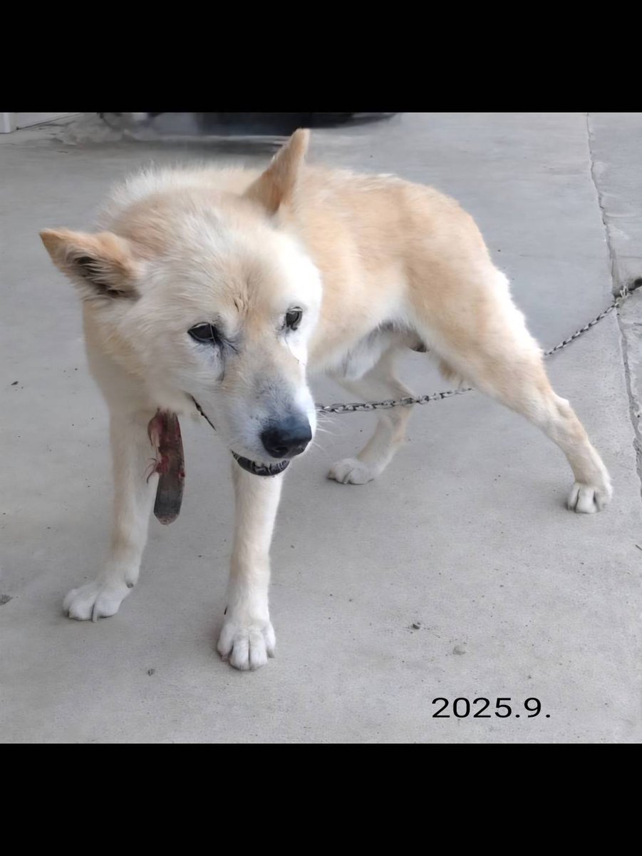 lostdog_ranmaru's tweet photo. 【拡散希望】　犬を探しています

些細な情報でもご連絡下さい

リプライまたはDMにてご連絡お願いいたします

地域：埼玉県 加須市（旧 北川辺町）

迷子犬 迷い犬  茨城県 古河 群馬県 板倉 館林 栃木県 三県境 新古河
 #迷子犬  #迷い犬

※捜索を妨げる攻撃的なポスト・アカウントはスパブロします https://t.co/421fDnXOsi