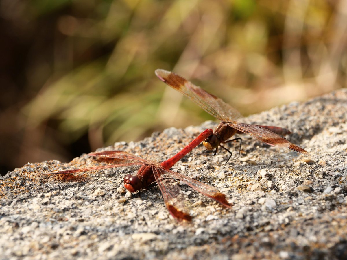 こんにちは😊お疲れ様です 日付の訂正 … 撮影日： 2025年12月8日(月