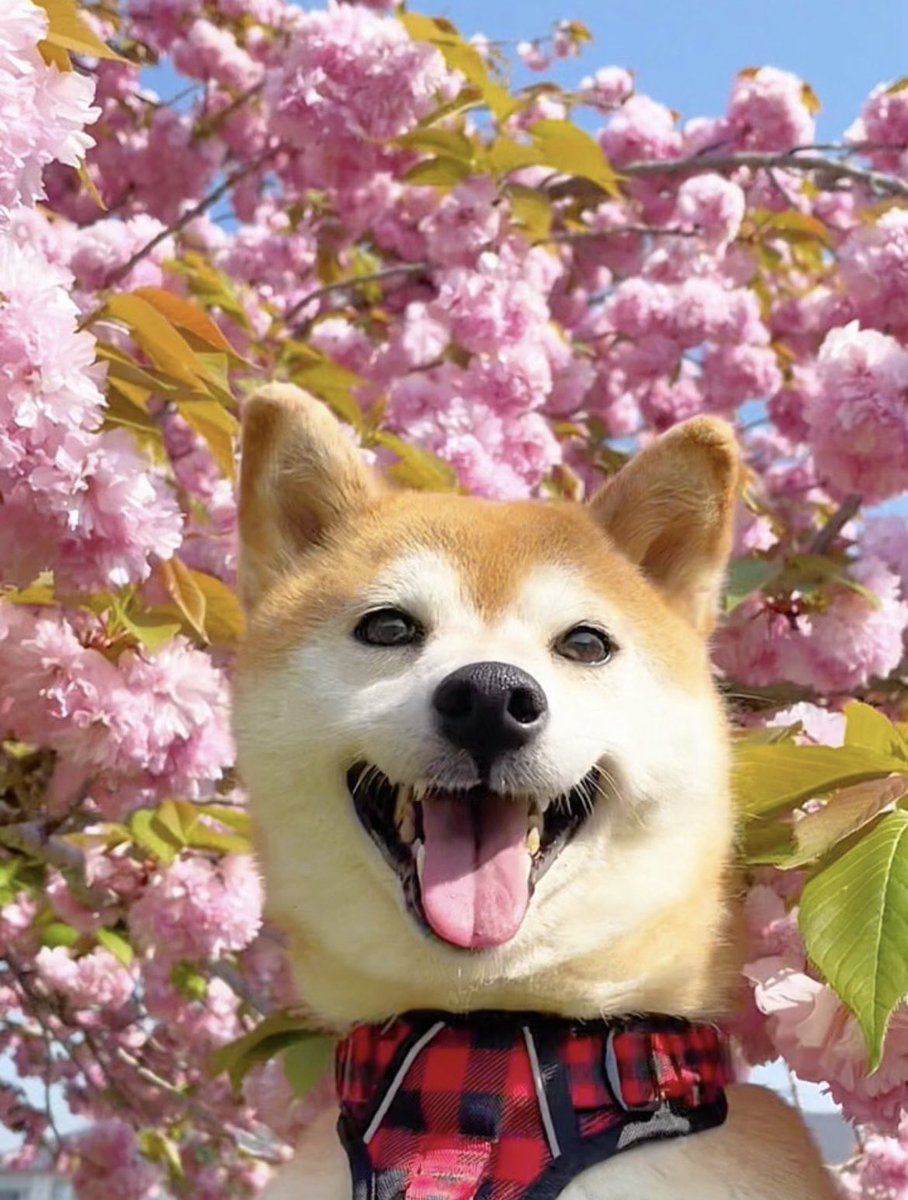 momonosekaiii's tweet image. あなたのおすすめ欄明るくしておくね🪄︎︎✨