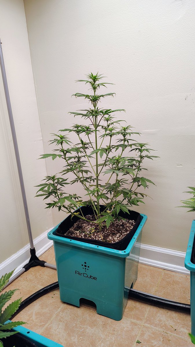 VaGrownExotics's tweet photo. White Truffle Autoflower
From @ILGMOfficial
This lady is happy and healthy starting to flower up nicely she's growing in the Aircube System from @GrowAce and The Light that I am using is the AgroMax Prime 2200X from @HTGSupply
#groww #Autoflower #Ilgm #Htgsupply #Growace #fyp https://t.co/vn2NzmMLpI