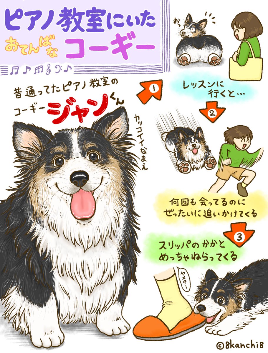 ピアノ教室にいたおてんばなコーギーちゃん🍒 