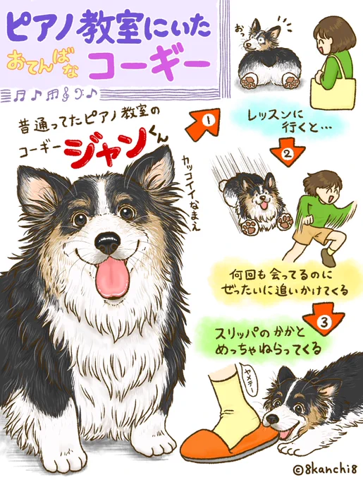 ピアノ教室にいたおてんばなコーギーちゃん🍒 