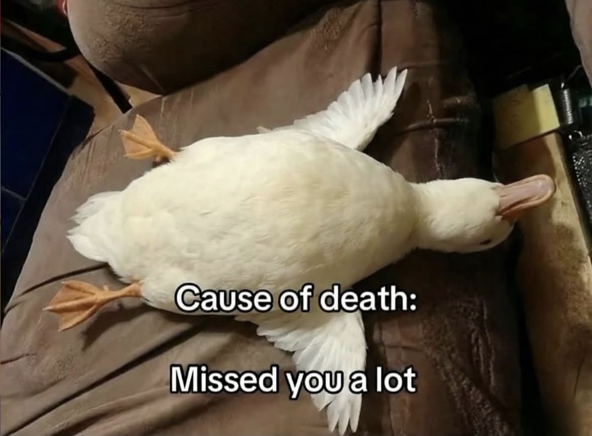 raccoonesthetic's tweet image. 