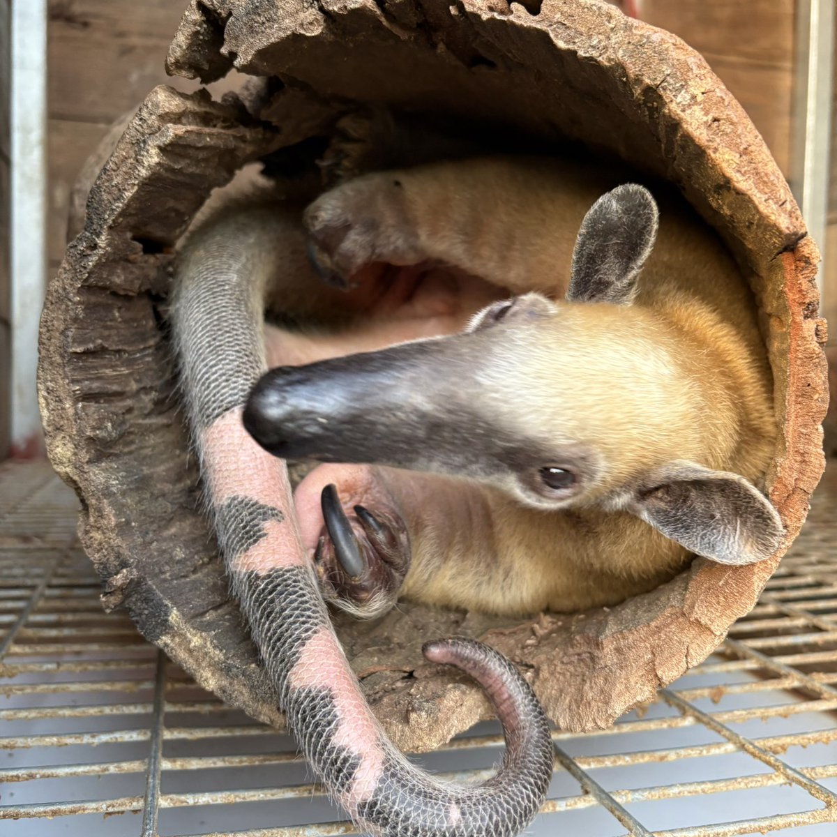 お気に入りの木の中での4コマ（ゆみ）

#ネオパーク　#コアリクイ