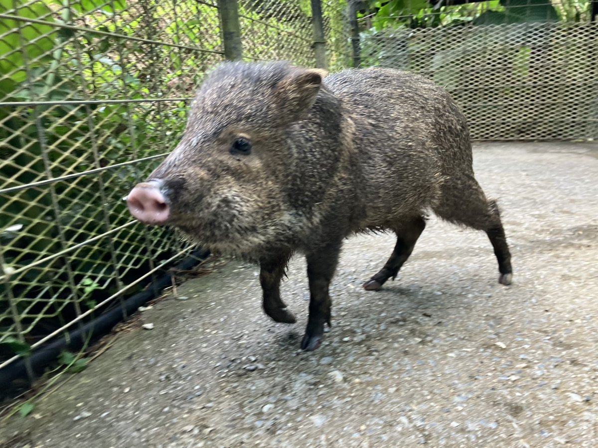 9月にうまれた仔ペッカリー🐽
ヒトが気になるお年頃のようです（やまと）

#ネオパーク　#クビワペッカリー