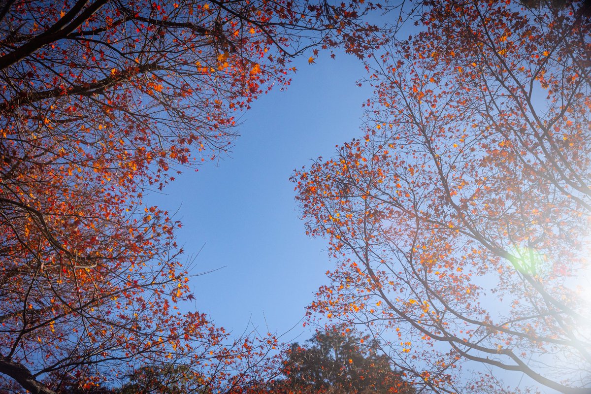 2025.12.09
京都🍁楊谷寺

いろんな花手水が楽しめました✨

#楊谷寺
#京都
#紅葉
#花手水