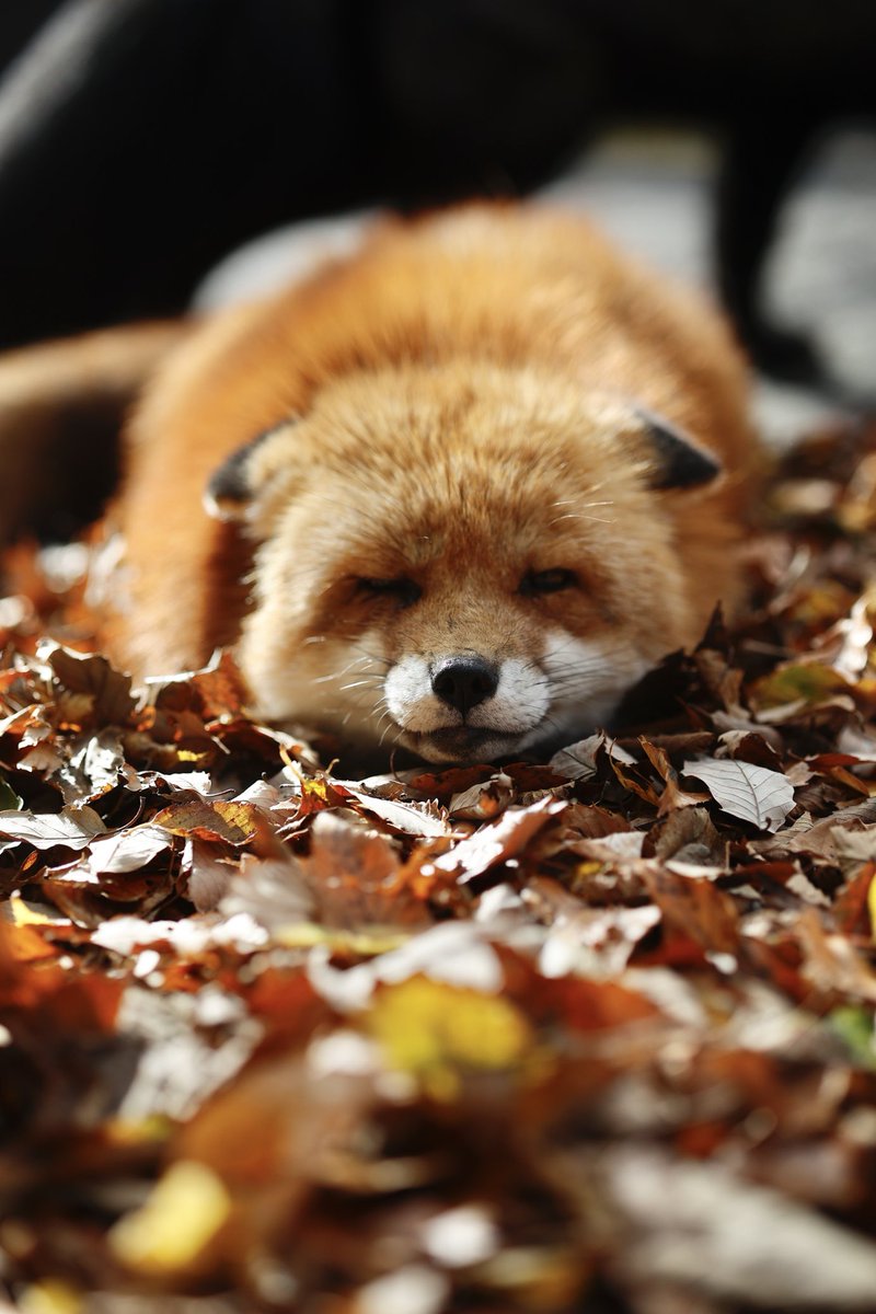 ttt_zegu952's tweet image. 