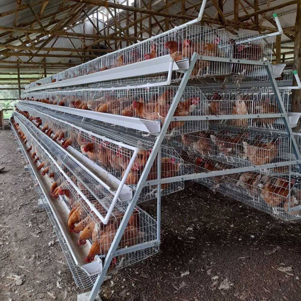 Agronomme_'s tweet photo. Chicken farming is one of the strongest entry points into agribusiness. With discipline and good management, a small flock can grow into a powerful income source. https://t.co/bxLQLqbJeU