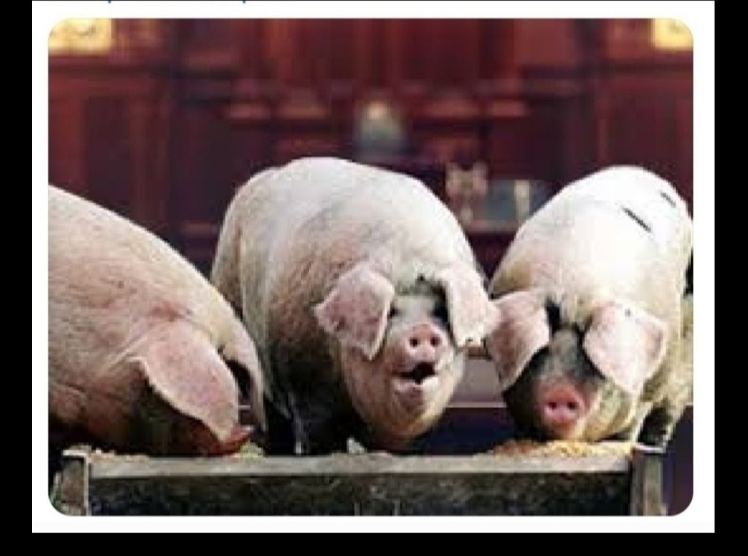 JannieMcJanJan's tweet photo. @MistoRivera @ame_todd You forgot this one:
#ConaervativePartyDinner
#CPCisMAGA
#cdnpoli https://t.co/O2dyctLABF