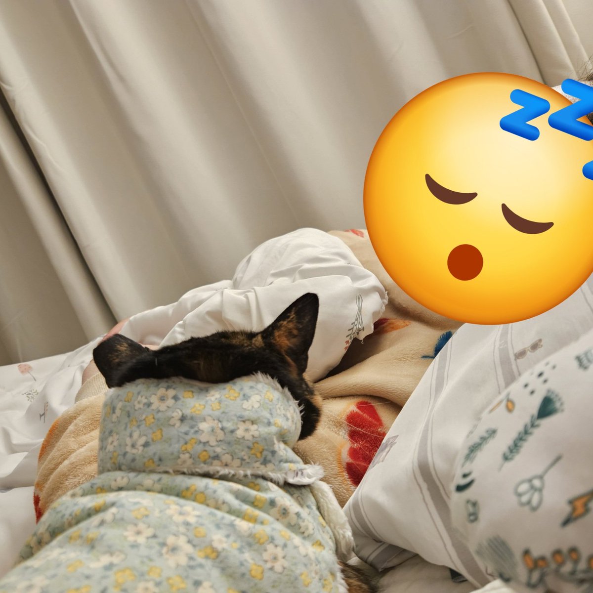 인간이 잠들면 잠든 인간을 하염없이 바라보신다고🥹