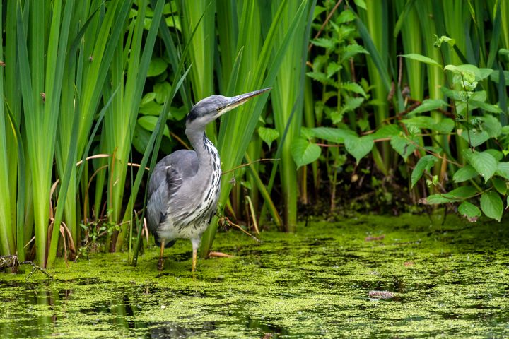 Art of the Day! "Looking at the evening sun". Buy at: ArtPal.com/nortoncliff?i=…