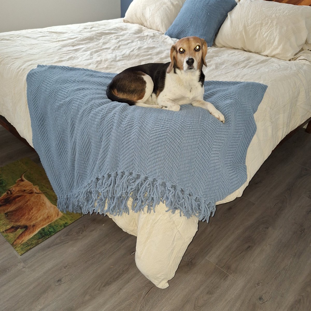 lolabeagle5's tweet photo. Helllloooo! Can anyone see us? We aren't getting any likes or comments lately! While it doesn't matter to us how many likes we get, we just want to know if our friends are even seeing our posts. Can you like or comment if you do, please!? Thanks, frens๐#dogsofx #beagles #potcake https://t.co/2Sm56sZBZD