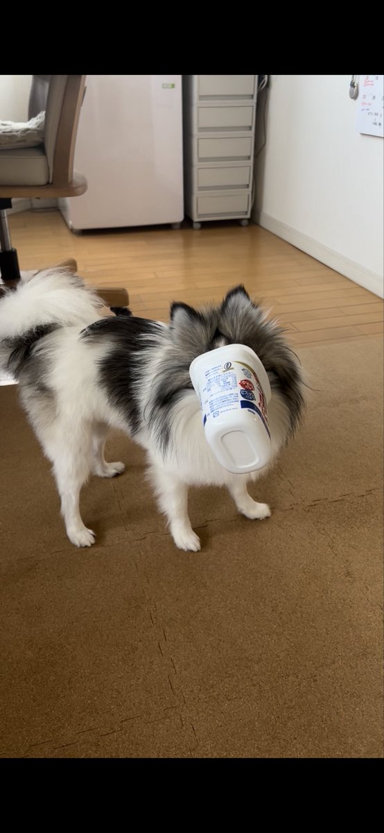 MKitapome's tweet photo. 兄ポメ、この状態で固まってたんだけど…うちの子だけ？😂🥣
皆さんのところの顔なし犬見てみたい👀 https://t.co/KvutKiBjut