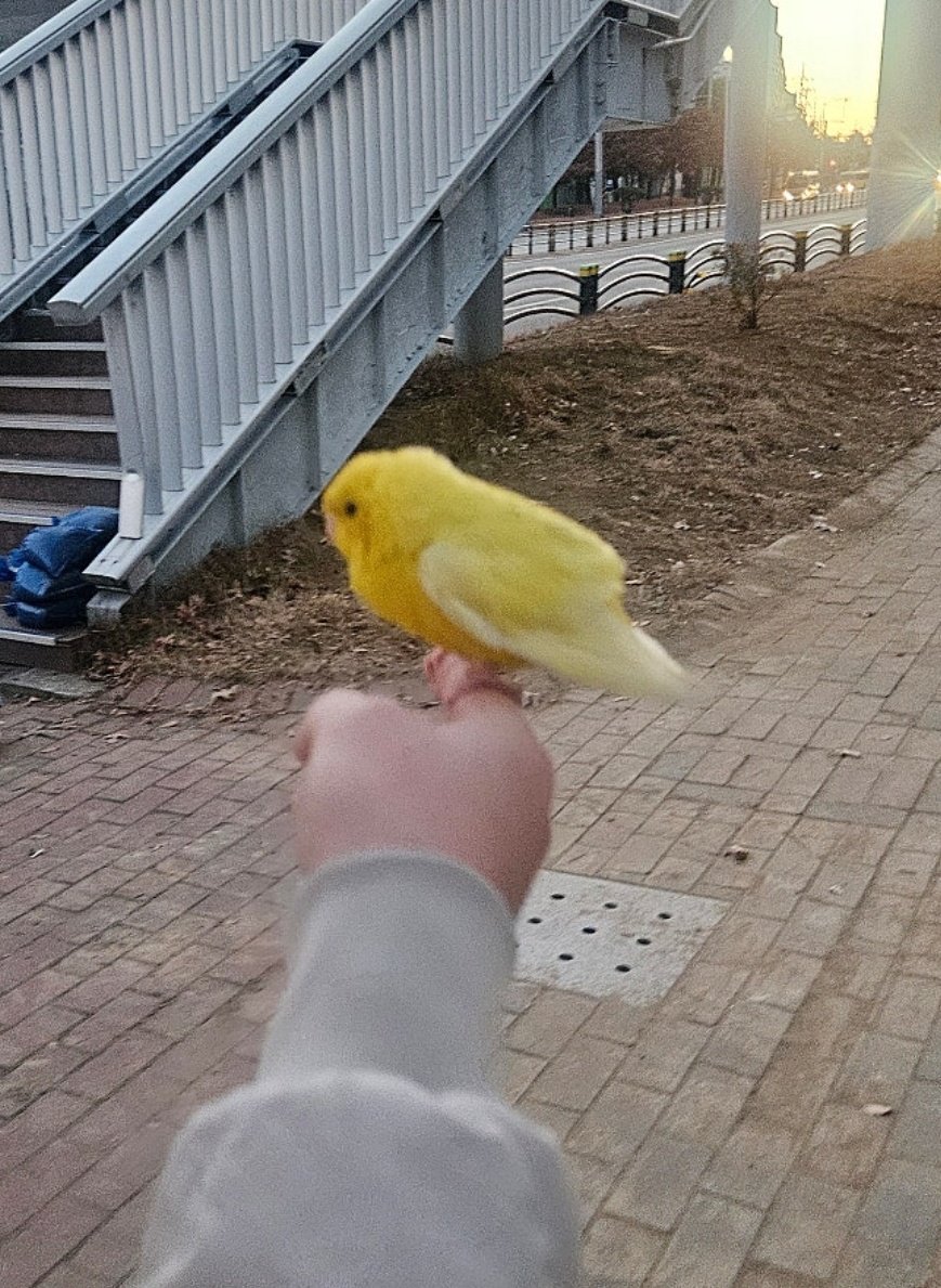 구미에서 빗창앵무(사자나미)루티노 잃어버리신분? 주인찾고있다고합니다! 가까우면 임보라도할텐디 ㅜㅠ