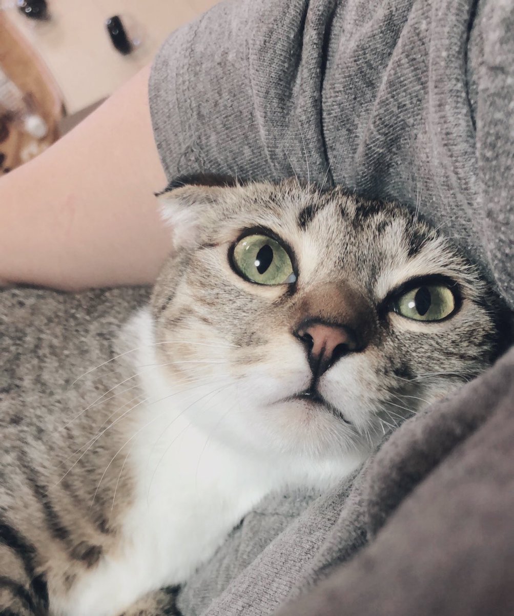 絶対、自分が可愛い事を知ってる…
うちの子可愛い🐈猫バカ。