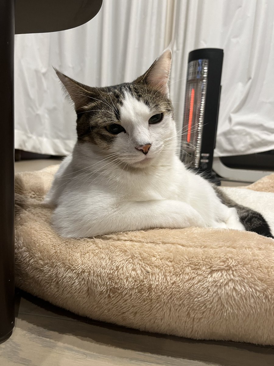 とらまる とらまるらんまる＋ (@to_ra_n_maru) / Posts / X