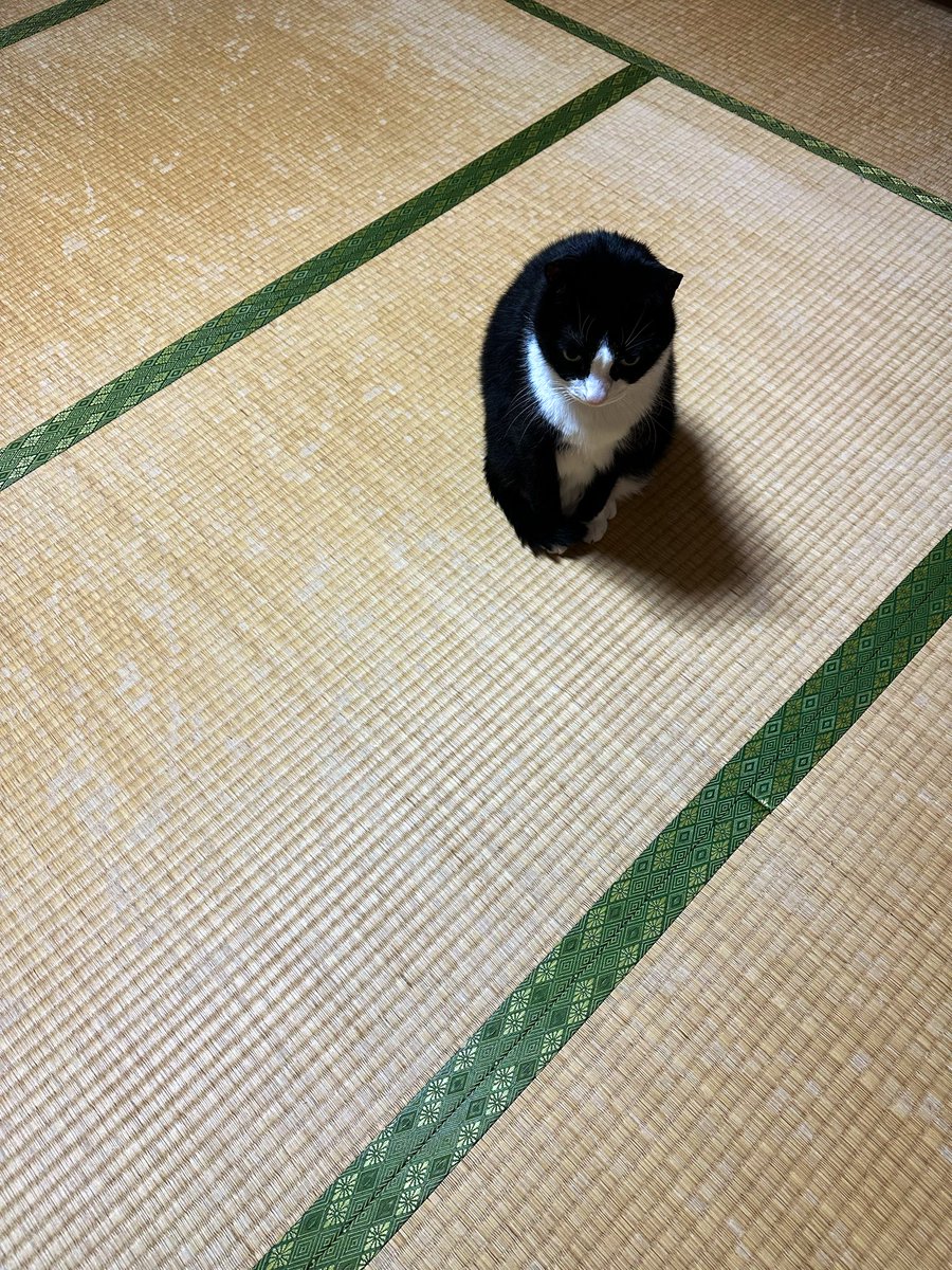 今朝の猫氏