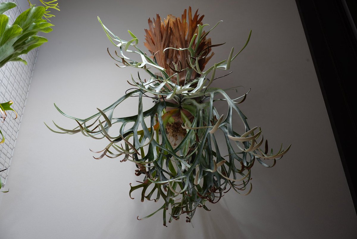 ビカクシダはいいぞ！
ということでサイトを作ったのでどうぞ！
platycerium-collection.com