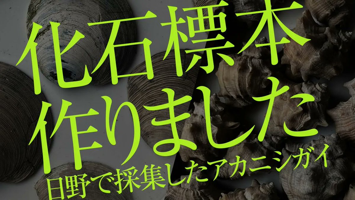 東京都日野市で採集した化石のクリーニング完成しました！ 12/13(土)19時にyoutubeにて新作動画公開予定です。 よろしくおねがいします！^^ by化石乙史