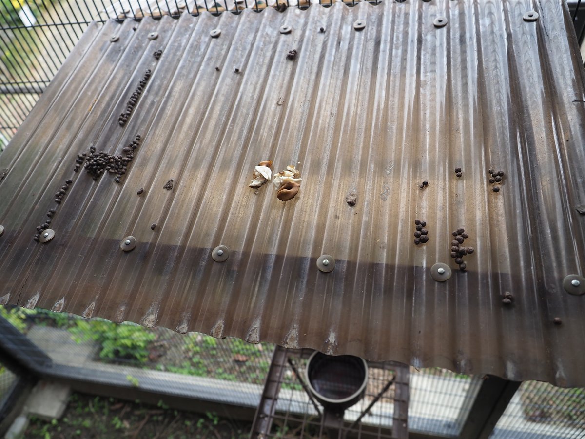 kyotoshidoubut1's tweet photo. ムササビに万力で割った中身を与えたところ、簡単に見つかるエサ台の屋根上に置いたものは食べていましたが、エサ台の隅に置いたものは見つけられなかったようです。
#京都市動物園 #kyotocityzoo #オニグルミ #ムササビ #イチゴ #夜行性 #walnut #GiantFlyingSquirrel #ichigo #Nocturnal https://t.co/F3TLV26Zvp