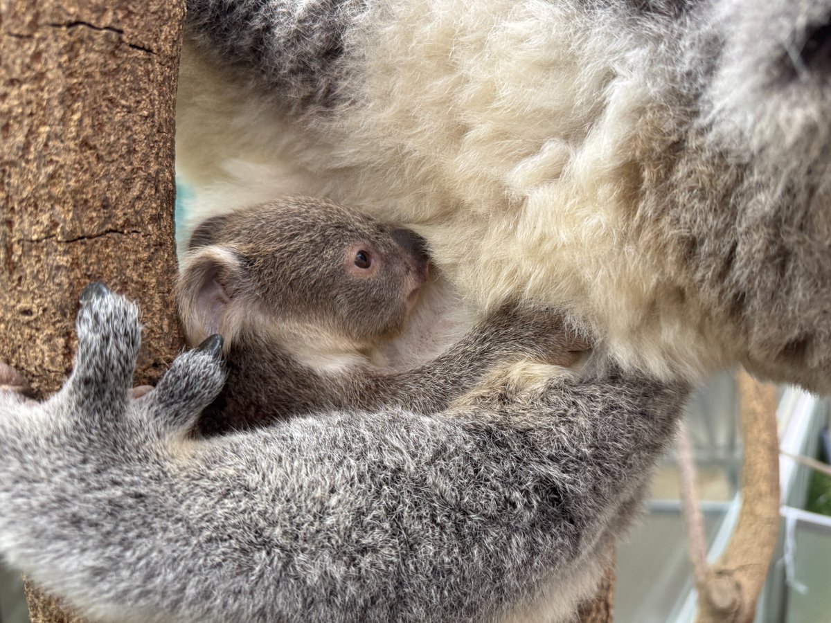 ＃コアラ のインディコの仔が出袋しました(*^▽^*)
成長を温かく見守ってください☆
詳細はこちら↓
hirakawazoo.jp/2025/12/09/202…

＃マグマシティ　＃平川動物公園　＃日本一　＃koala　＃日本一のコアラ飼育頭数
