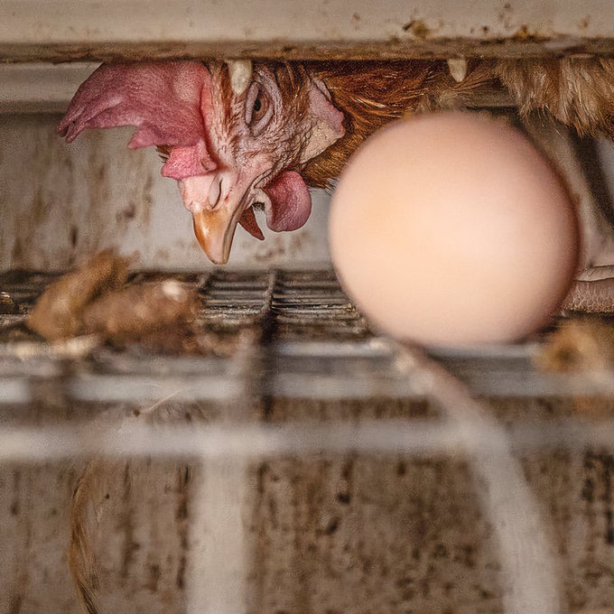 Imagine a world where the vulnerable, the defenceless, those who are unable to organise &amp; fight back are eternally force bred into an entire existence of interminable, merciless cruelty &amp; unimaginable suffering.

That’s my entire world 

We are #OneBillionScreams
<a href="/PolAnimalClass/">We Are One Billion Screams</a>