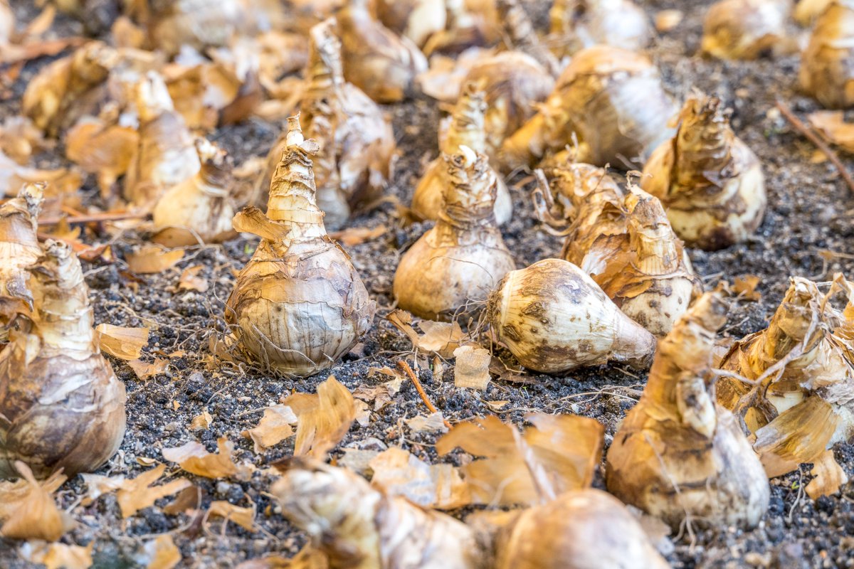 🌷 En el <a href="/RJBOTANICO/">REAL JARDÍN BOTÁNICO</a> <a href="/CSIC/">CSIC</a> ya hemos plantado casi 40.000 bulbos para recibir la primavera: 23.000 tulipanes, 12.500 narcisos, 2.500 Muscari y 800 jacintos.
Si el clima acompaña, la máxima y espectacular floración sera en abril.
rjb.csic.es/plantados-23-0…