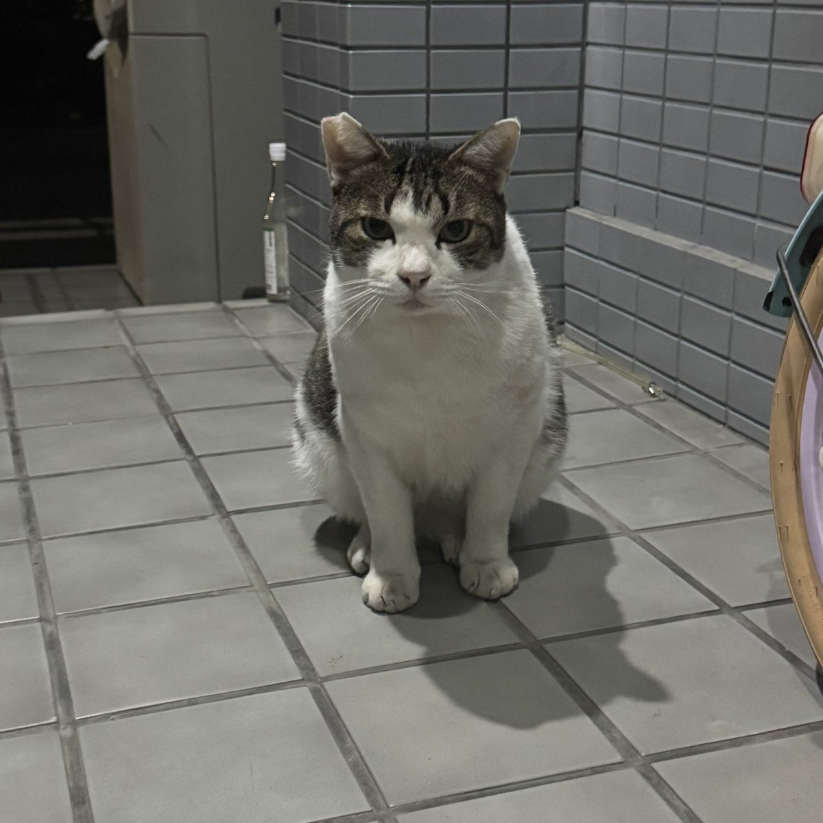 こばやし、公園で遊んで来たのか砂まみれになってた😂それを私のズボンにすりすりして綺麗になって満足したみたい。ちょっとだけお腹をモミっとさせてもらった。肉厚で素晴らしいお腹やった🤤💚