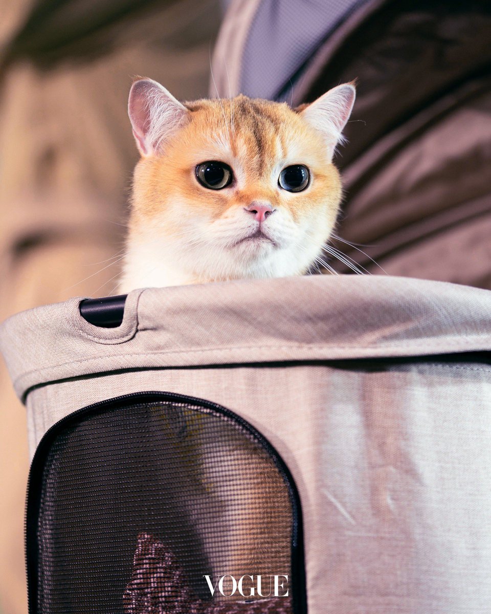 Vogue Thailand (@voguethailand) on Twitter photo 