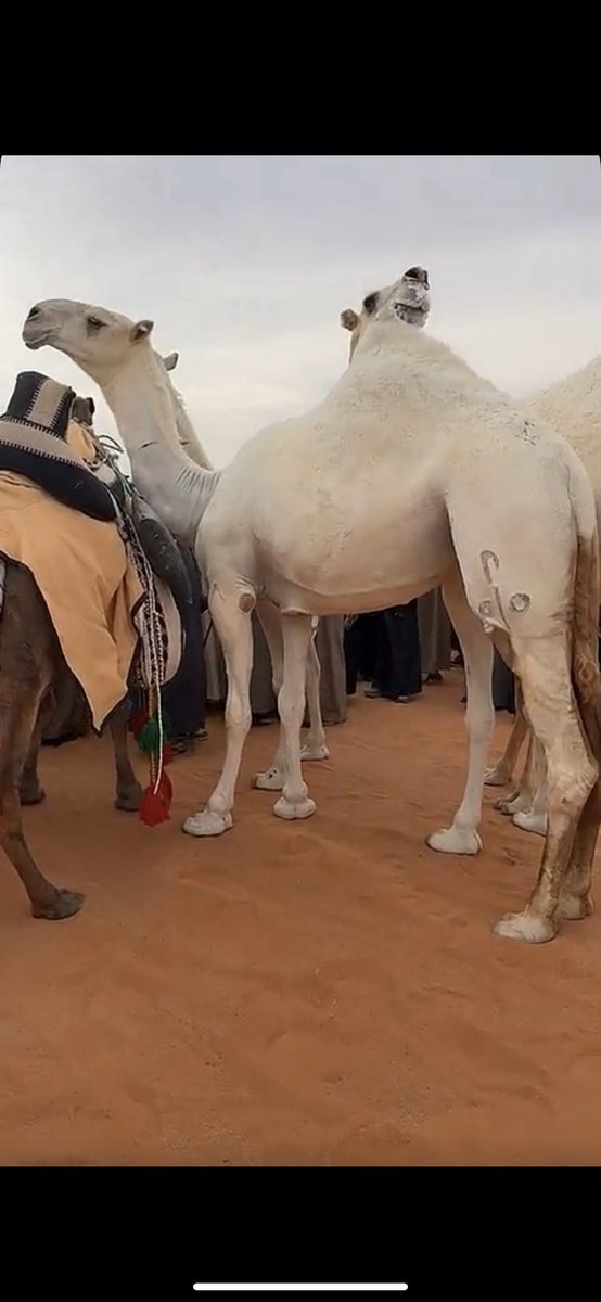  الـعـونـي 🎖🐪 tweet media