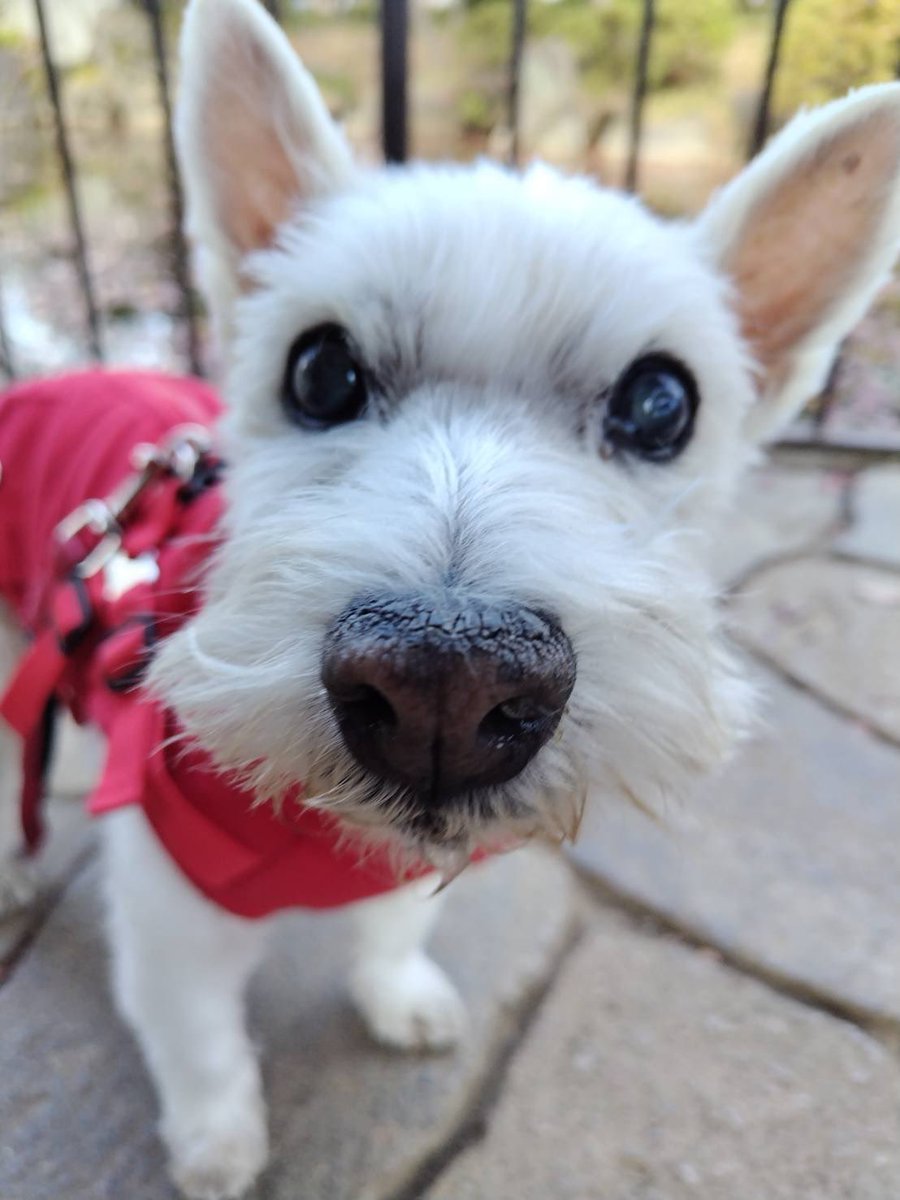 ちーちゃんですけどもっ第3巻予約発売中です❗️ (@ymc_cheezu