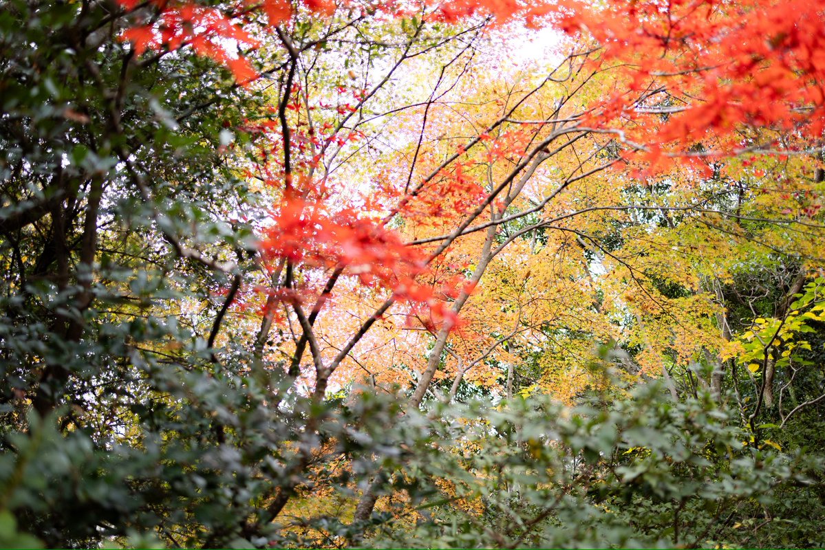 juncom06's tweet image. いろんな色があるから紅葉が映えると
気がついた。