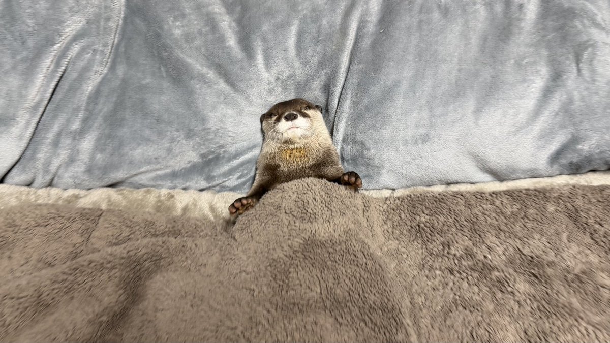 人間すぎるカワウソが見つかる An otter that's too human-like is found